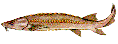 sturgeon